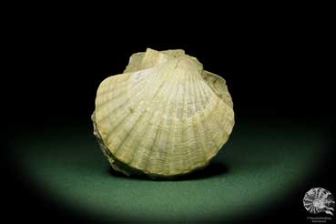 Pecten spec. (12726) eine Muschel aus Italien | Fossilien | Muscheln & Brachiopoden