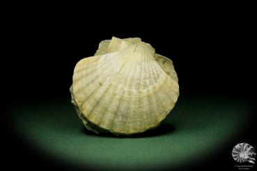 Pecten spec. eine Muschel