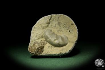 Ceratites robustus & Terquemia difformis (12767) a cephalopod from Germany | Fossils | Cephalopods