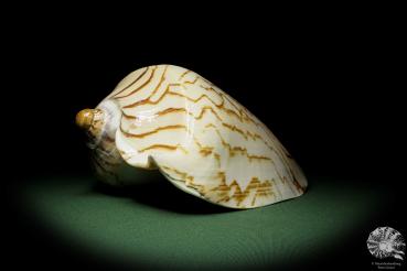 Cymbiola nobilis (12789) a snail from Vietnam | Conchylia | Snails