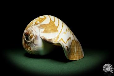 Cymbiola nobilis (12794) a snail from Vietnam | Conchylia | Snails