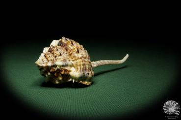 Haustellum haustellum (12841) a snail from Philippines | Conchylia | Snails