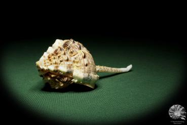 Haustellum haustellum (12842) eine Schnecke aus Philippinen | Conchylien | Schnecken