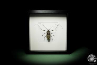 Acrocinus longimanus (12871) a beetle from Central America | Taxidermy | Beetles