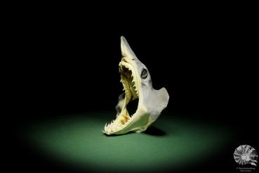 Isurus oxyrinchus (12917) a fishe from Mediterranean Sea | Taxidermy | Fishes