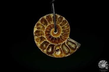 Desmoceras spec. (13076) ein Schmuckstück aus Fossilien aus Ostafrika | Naturschmuck | aus Fossilien