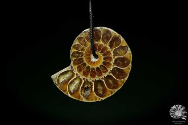 Desmoceras spec. (13082) a gem from fossils from East Africa | Nature jewelry | From Fossils