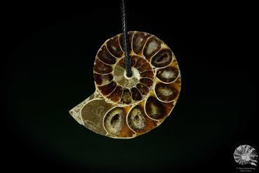 Desmoceras spec. (13087) a gem from fossils from East Africa | Nature jewelry | From Fossils