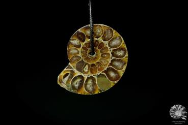 Desmoceras spec. (13089) ein Schmuckstück aus Fossilien aus Ostafrika | Naturschmuck | aus Fossilien