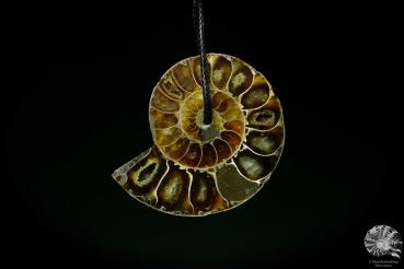 Desmoceras spec. (13090) a gem from fossils from East Africa | Nature jewelry | From Fossils