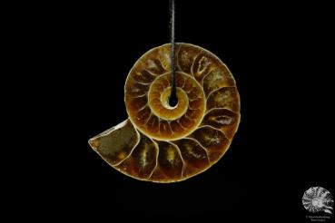 Phylloceras velledae (13105) ein Schmuckstück aus Fossilien aus Ostafrika | Naturschmuck | aus Fossilien