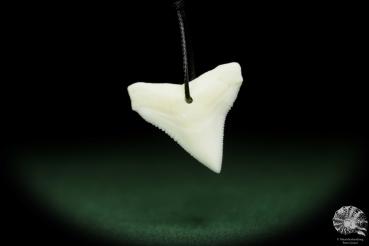 Carcharhinus leucas (13198) a germ from the ocean from Indo-Pacific | Nature jewelry | From the ocean