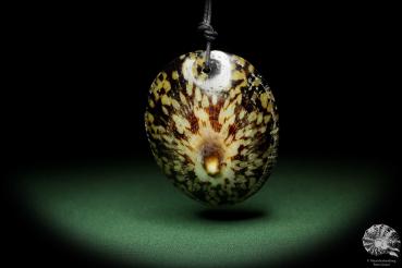 Cellana testudinaria (13271) a germ from the ocean from Indo-Pacific | Nature jewelry | From the ocean