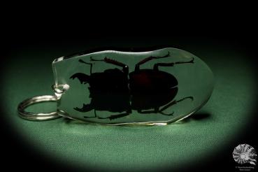 Dorcus spec. (13310) a gem from Acrylic from Southeast Asia | Nature jewelry | From Acrylic