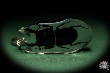 Dorcus spec. (13313) a gem from Acrylic from Southeast Asia | Nature jewelry | From Acrylic