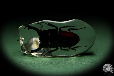 Dorcus spec. (13316) a gem from Acrylic from Southeast Asia | Nature jewelry | From Acrylic