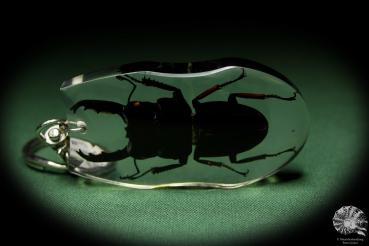 Dorcus spec. (13318) a gem from Acrylic from Southeast Asia | Nature jewelry | From Acrylic