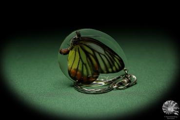 Delias hyparete (13353) a gem from Acrylic from Southeast Asia | Nature jewelry | From Acrylic