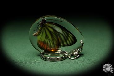 Delias hyparete (13354) a gem from Acrylic from Southeast Asia | Nature jewelry | From Acrylic