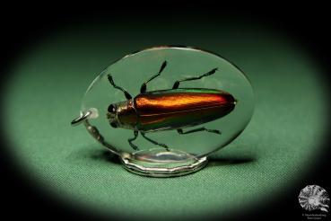 Chrysochroa fulminans aurora (13423) a gem from Acrylic from Southeast Asia | Nature jewelry | From Acrylic