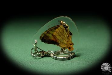 Cyrestis lutea (13455) a gem from Acrylic from Southeast Asia | Nature jewelry | From Acrylic