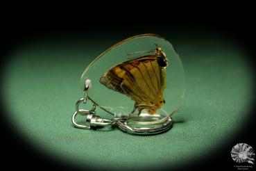 Cyrestis lutea (13457) a gem from Acrylic from Southeast Asia | Nature jewelry | From Acrylic