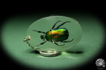 Torynorrhina spec. (13497) a gem from Acrylic from Southeast Asia | Nature jewelry | From Acrylic