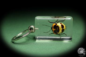 Poecilocoris latus (13505) a gem from Acrylic from Southeast Asia | Nature jewelry | From Acrylic