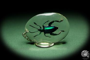 Sagra longicollis (13518) a gem from Acrylic from Southeast Asia | Nature jewelry | From Acrylic