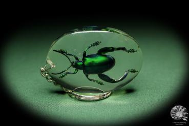 Sagra longicollis (13539) a gem from Acrylic from Southeast Asia | Nature jewelry | From Acrylic