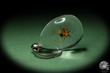 Gasteracantha spec. (13648) a gem from Acrylic from Southeast Asia | Nature jewelry | From Acrylic