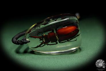 Lucanus hermani (13719) a gem from Acrylic from Southeast Asia | Nature jewelry | From Acrylic