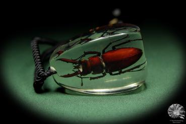 Lucanus hermani (13720) a gem from Acrylic from Southeast Asia | Nature jewelry | From Acrylic