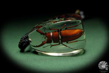 Lucanus hermani (13722) ein Schmuckstück aus Acryl aus Südostasien | Naturschmuck | aus Acryl