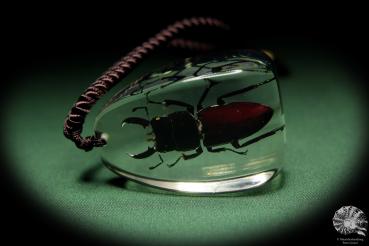 Lucanus spec. (13733) a gem from Acrylic from Southeast Asia | Nature jewelry | From Acrylic