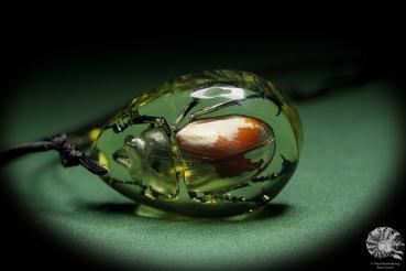 Neolucanus swinhoei (13764) a gem from Acrylic from Southeast Asia | Nature jewelry | From Acrylic