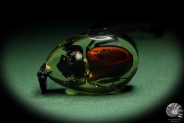 Neolucanus swinhoei (13765) a gem from Acrylic from Southeast Asia | Nature jewelry | From Acrylic