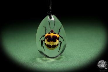 Poecilocoris latus (13785) a gem from Acrylic from Southeast Asia | Nature jewelry | From Acrylic