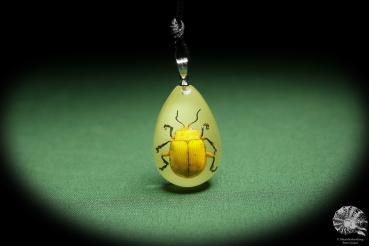 Podontia lutea (13857) a gem from Acrylic from China | Nature jewelry | From Acrylic