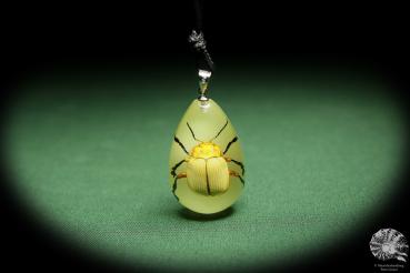 Podontia lutea (13860) a gem from Acrylic from China | Nature jewelry | From Acrylic