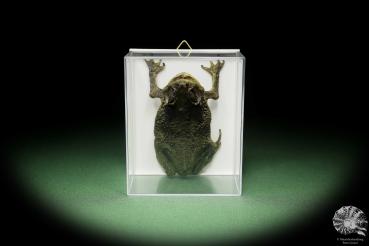 Duttaphrynus melanostictus (13906) a reptile from Indonesia | Taxidermy | Reptiles & Amphibians