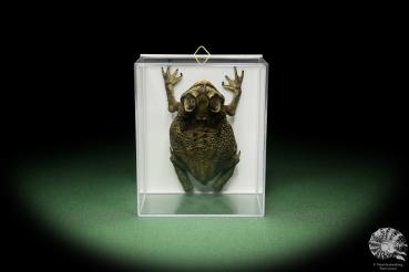 Duttaphrynus melanostictus (13908) a reptile from Indonesia | Taxidermy | Reptiles & Amphibians