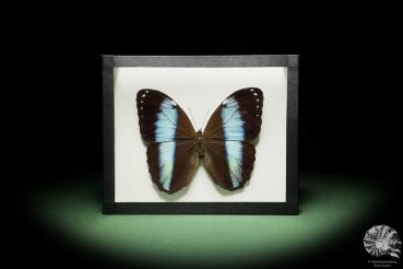 Morpho patroclus (13917) a butterfly from South America | Taxidermy | Butterflies