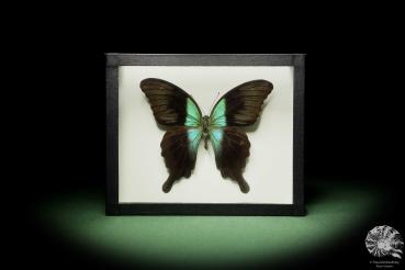 Papilio peranthus ein Schmetterling