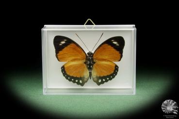 Euphaedra ruspina (13973) a butterfly from Africa | Taxidermy | Butterflies