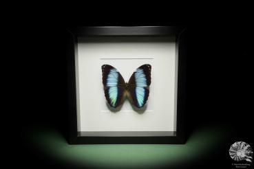 Morpho achilles (14002) a butterfly from South America | Taxidermy | Butterflies