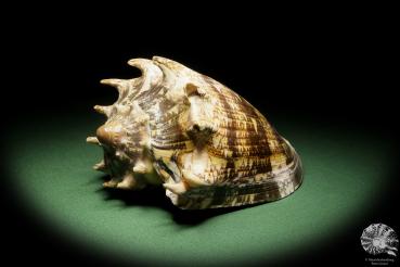 Cymbiola imperialis (14033) a snail from Indo-Pacific | Conchylia | Snails