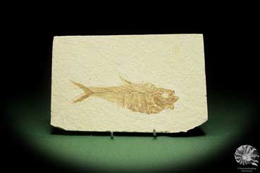 Knightia spec. (14060) ein Fisch aus USA | Fossilien | Fische