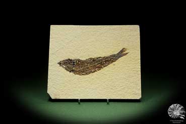 Knightia eocaena (14087) ein Fisch aus USA | Fossilien | Fische