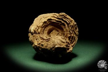 Stromatolithes spec. ein Fossil